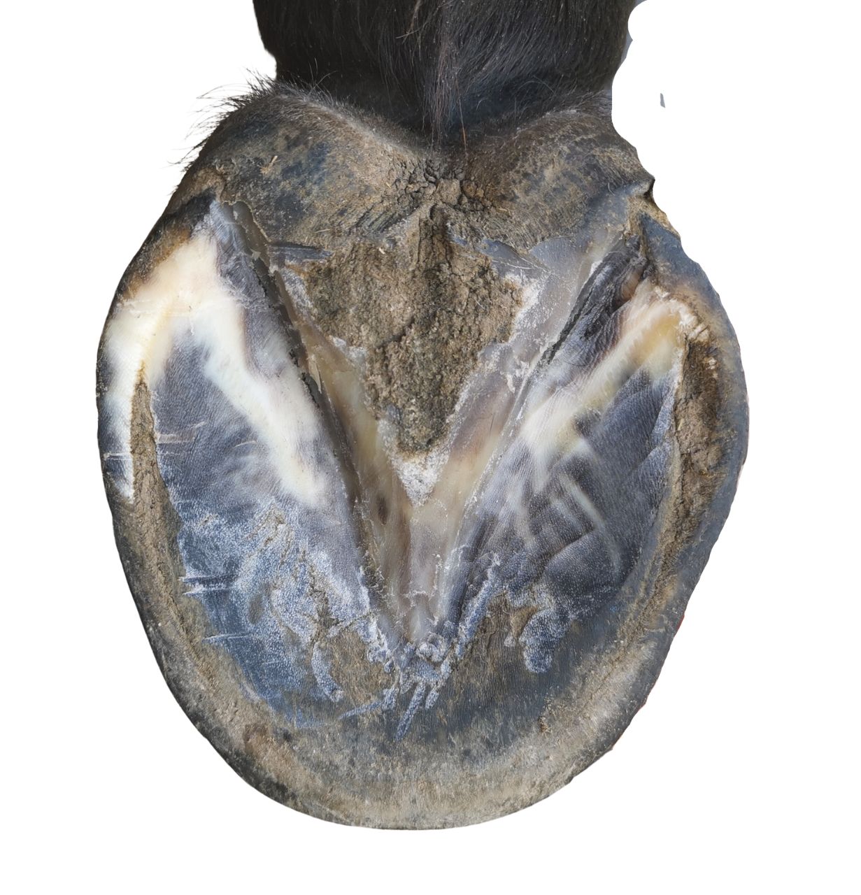 Das Pferd Von Hinter Aufzäumen Die Anatomie des Pferdehufes: Ein Blick unter die Oberfläche - Hoofimprove